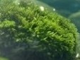Chlorella