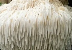 Lion's Mane Mushroom