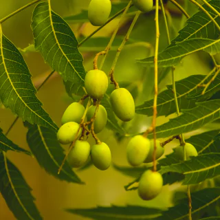 Neem Extract